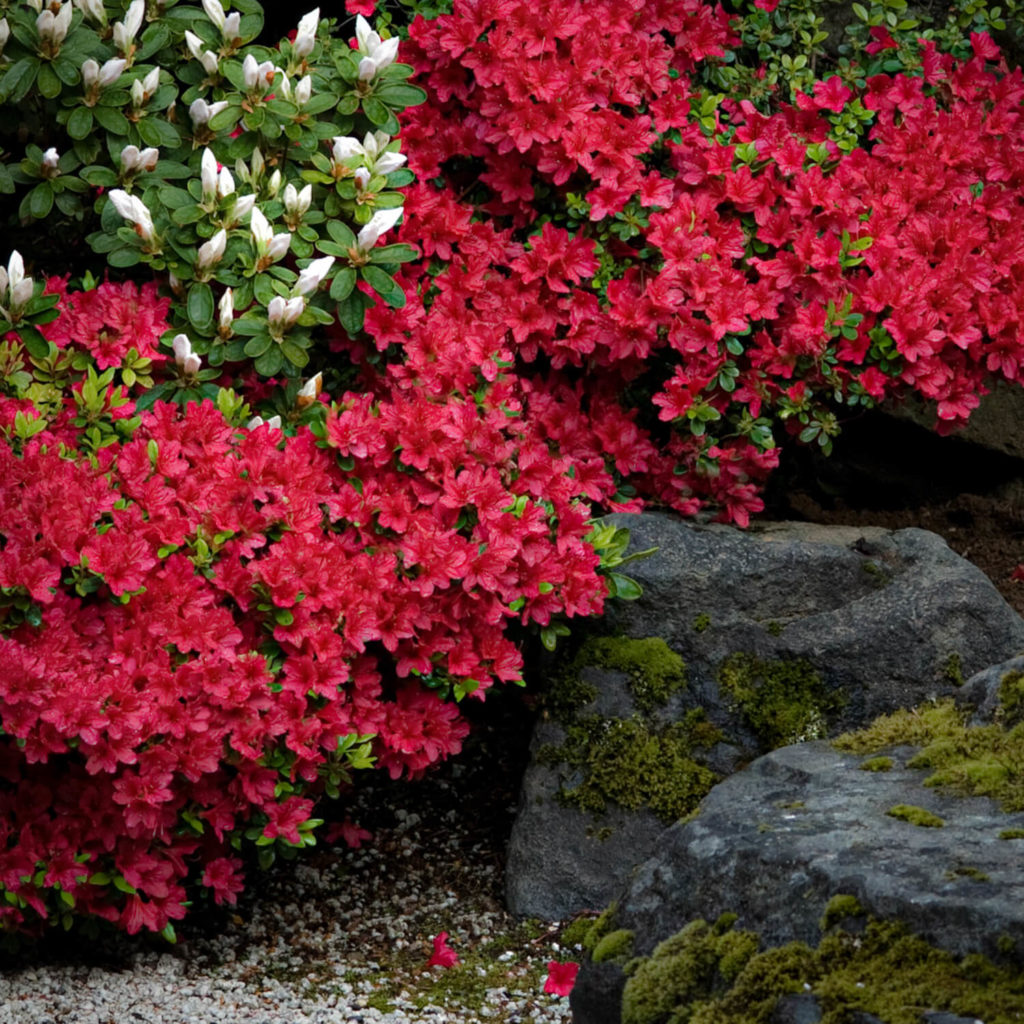 Azalea Bloom