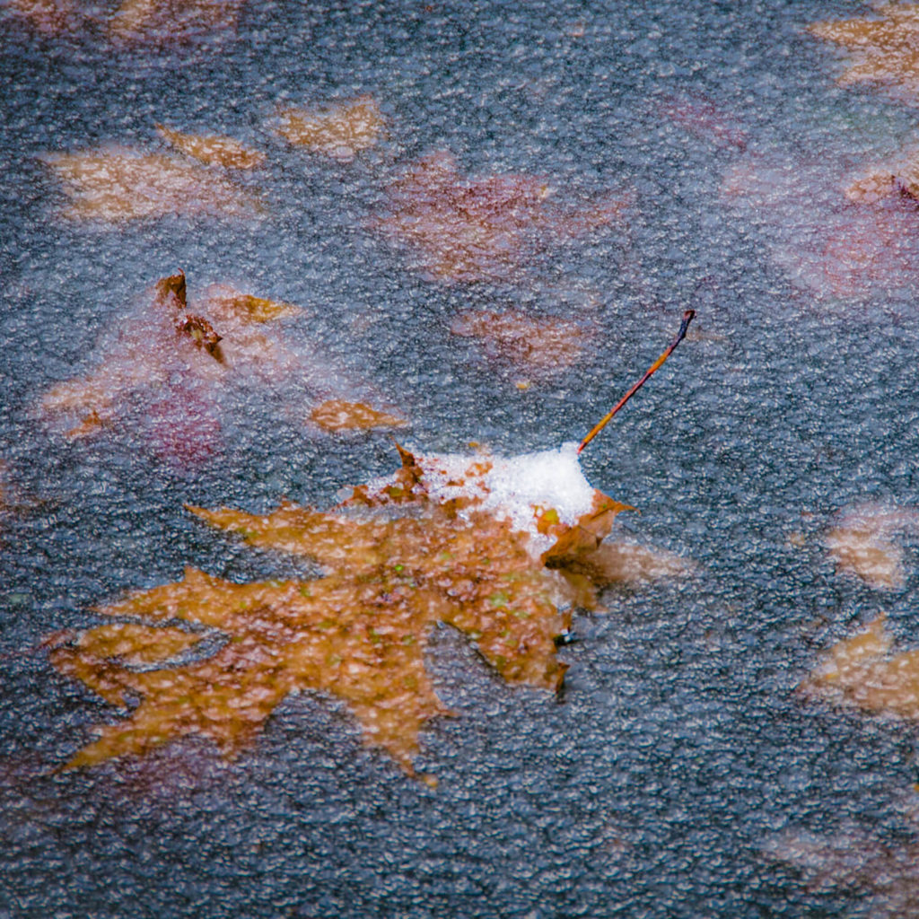 Frozen Leaf