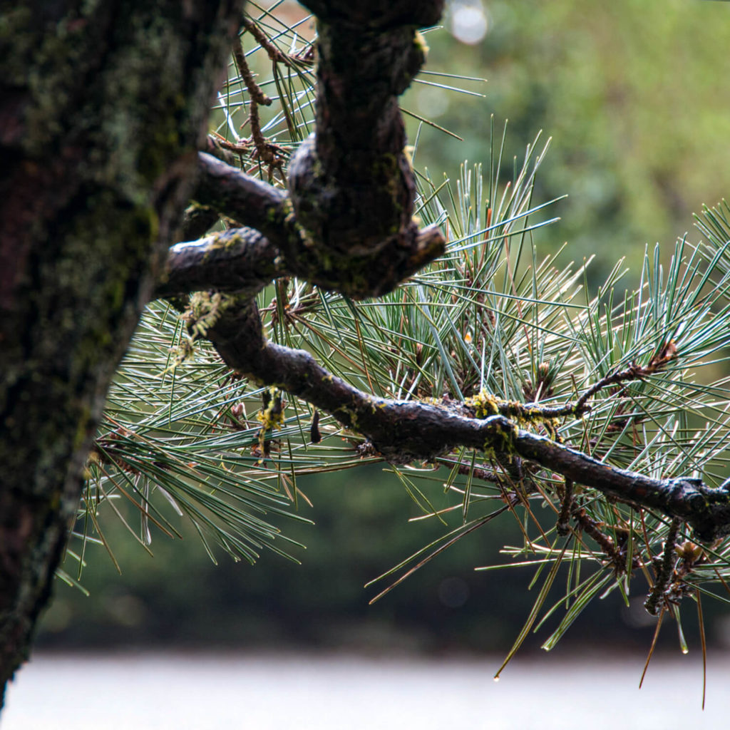 Winter Needles