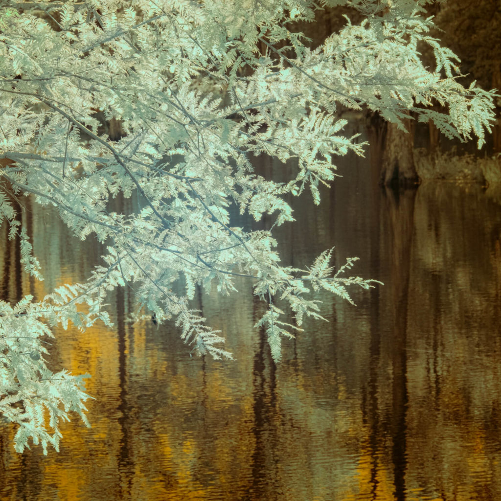 Soft Fern Over Water