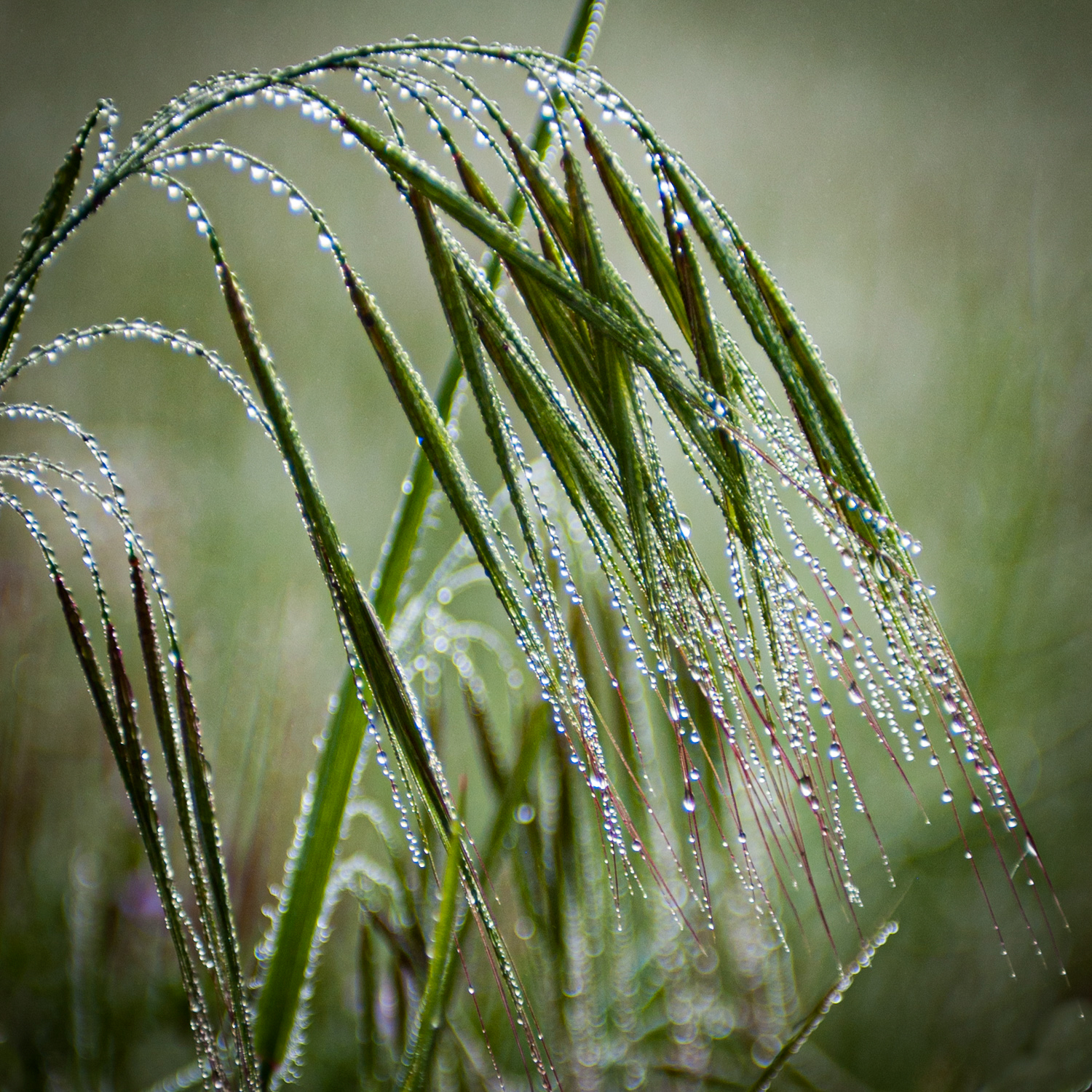 Diamond Dew