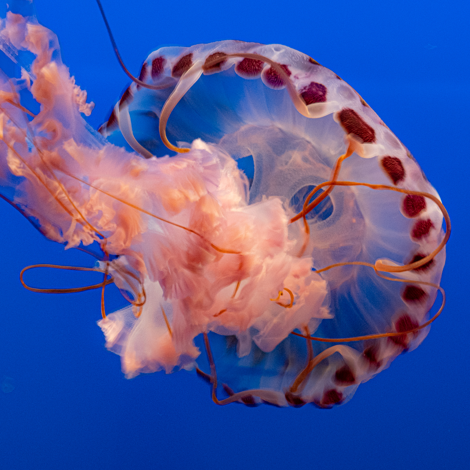 Frilly Oral Arms - Purple Striped Sea Nettle