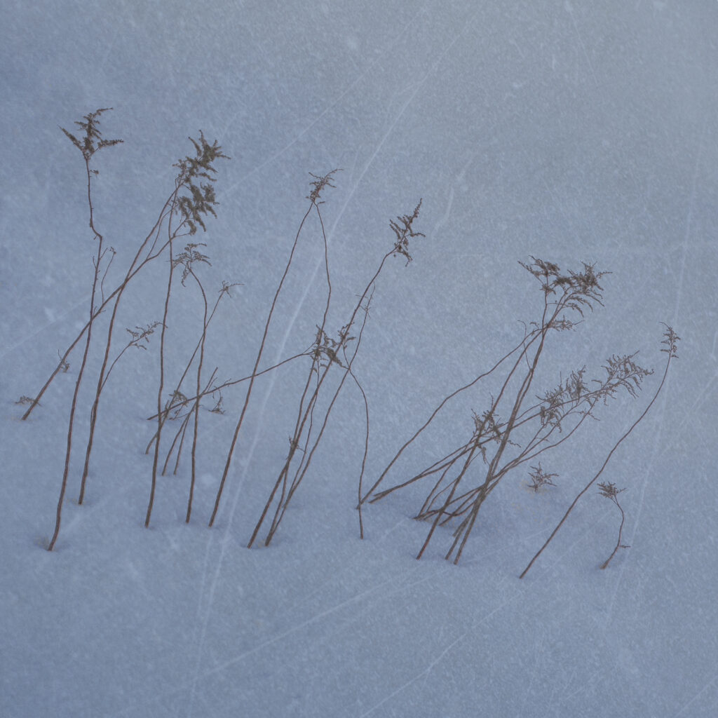 Winter Grasses I