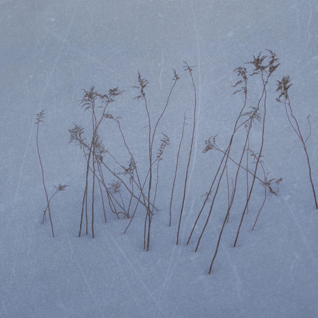 Winter Grasses II